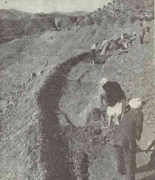 Aspects et r�alit�s de l'Alg�rie Agricole