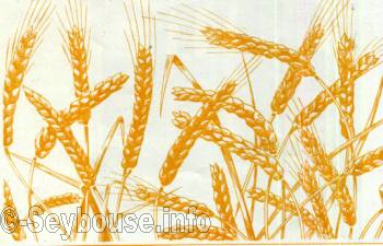 Photo Charles Ciantar