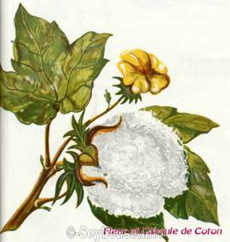 Photo envoy�e par M. Ciantar